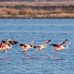 Flamingo: Burung Elegan dengan Selera Makanan yang Unik