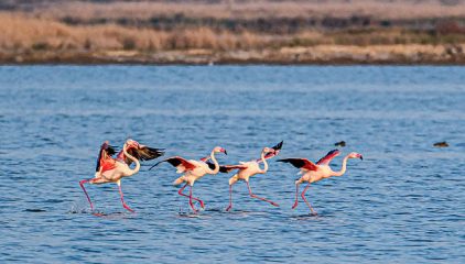Flamingo: Burung Elegan dengan Selera Makanan yang Unik