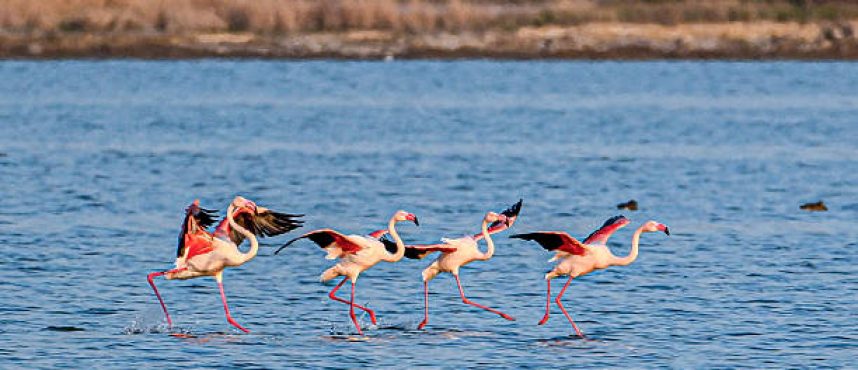 Flamingo: Burung Elegan dengan Selera Makanan yang Unik